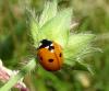 Coccinella septempunctata